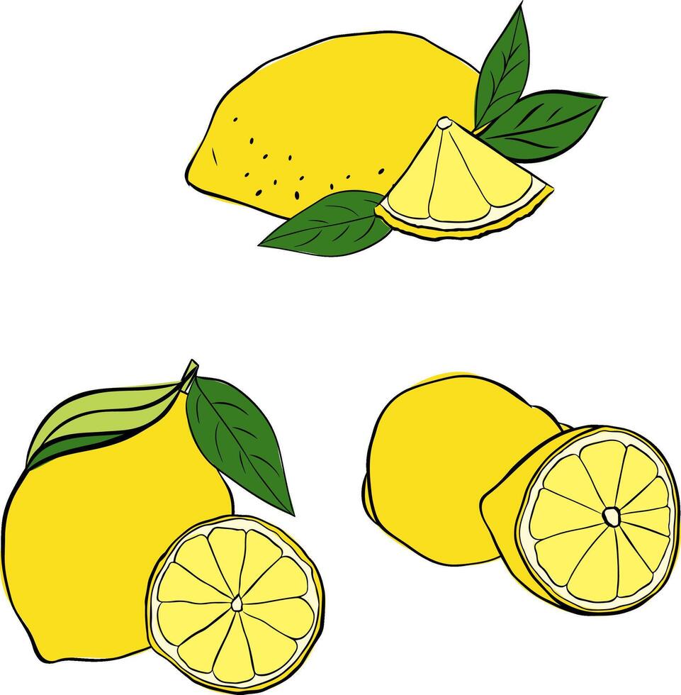 lemons with leaves composition set. graphic line ink illustration. Exotic sour juicy fruit. Yellow citrus. Citric whole and slices. Natural twigs with leaves and flowers. vector