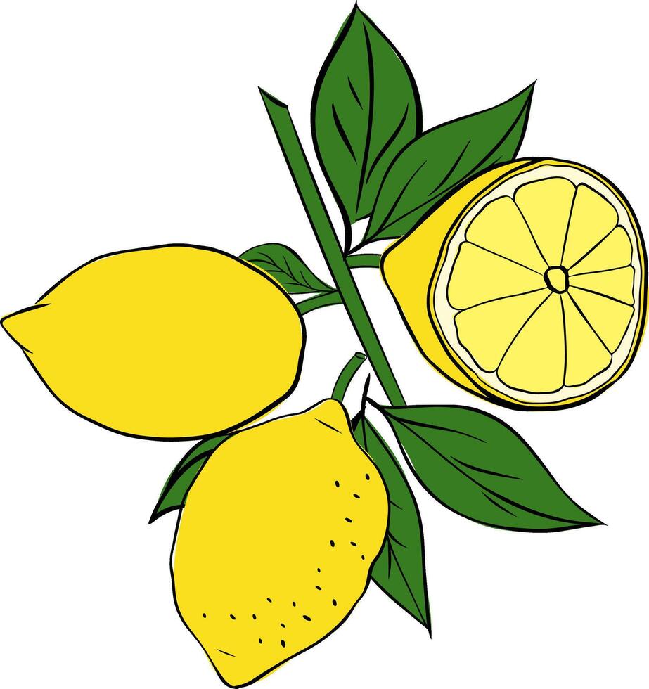 Lemons on a branch with leaves graphic line ink composition. Isolated element on a white background. vector