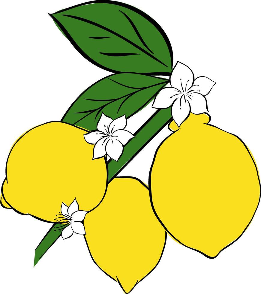Lemon branch Hand drawn graphic line ink illustration. outline and silhouette isolated with flowers vector