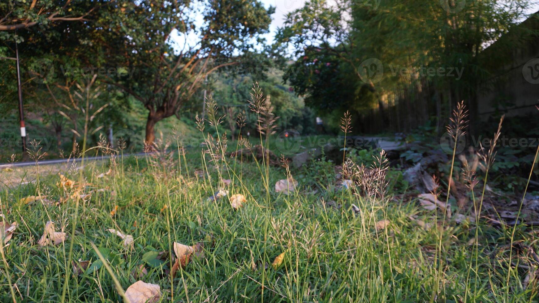A grassy area with a fire hydrant in the middle photo