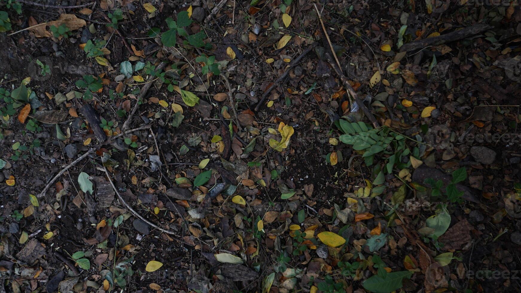 A close up of a forest floor with leaves and dirt photo