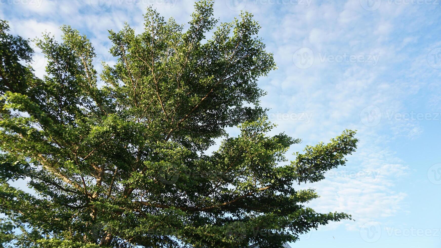 A large tree with a blue sky behind it photo