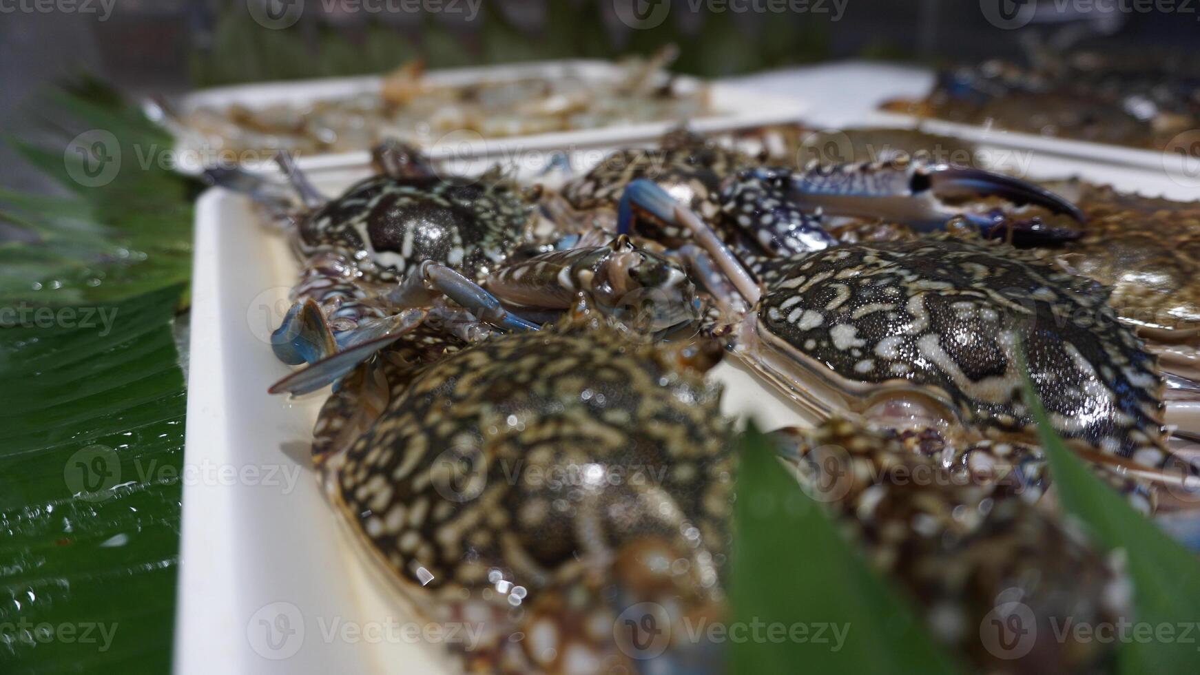 A bunch of crabs on a tray photo