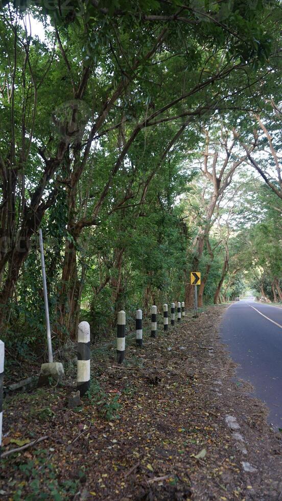 A road lined with trees and a stop sign photo