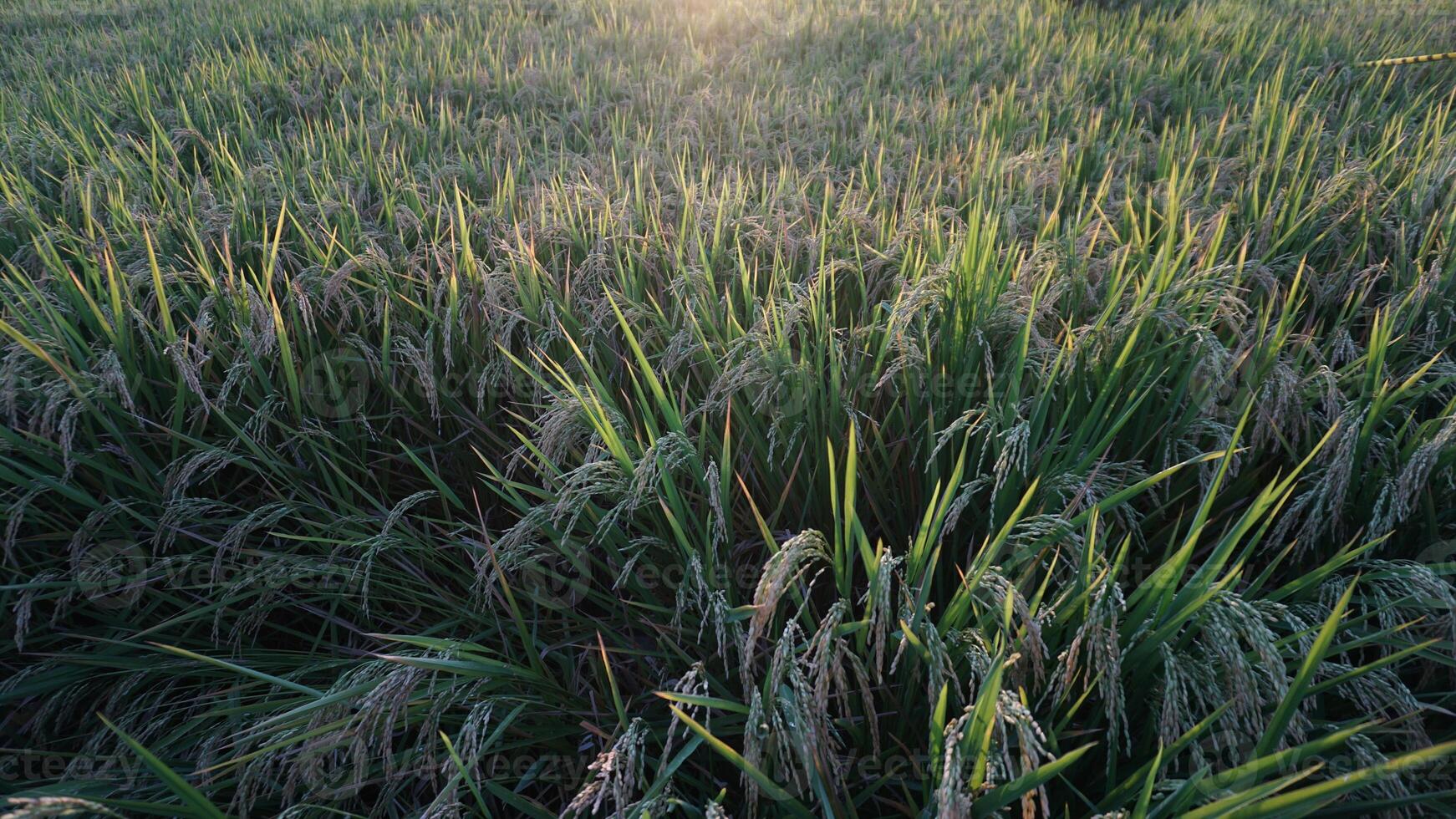 The sun is shining through the green grass in a rice field photo