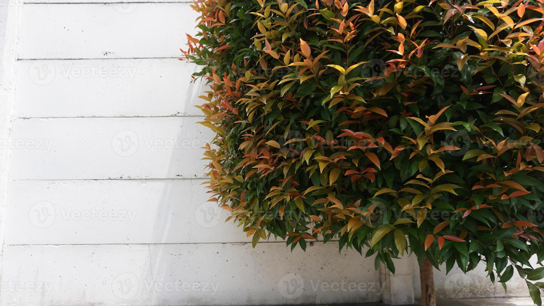 A fire hydrant sitting next to a tree photo
