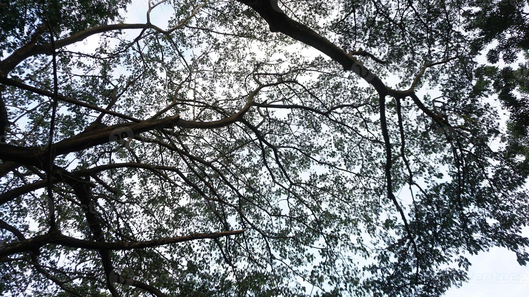 A view of the sky through the branches of a tree photo