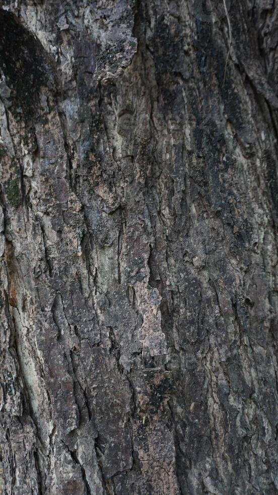 A close up of a tree with a bird on it photo