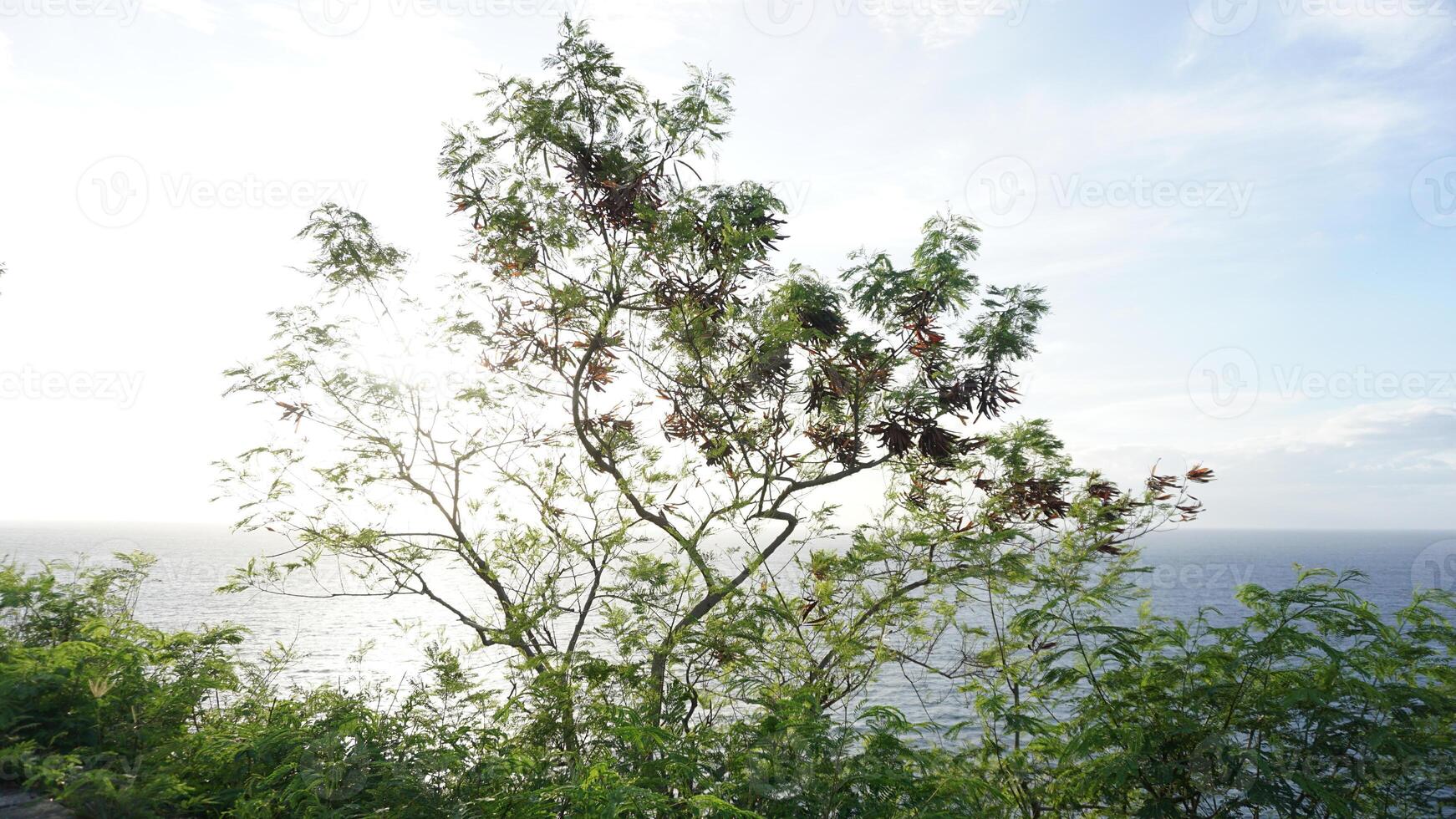 A tree with leaves on it photo