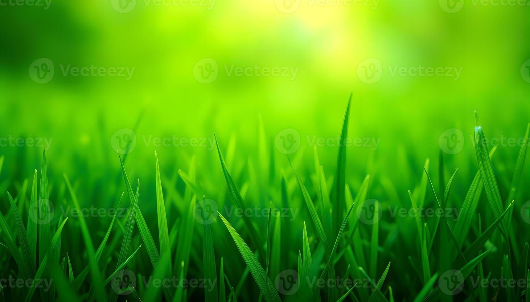 green grass background photo
