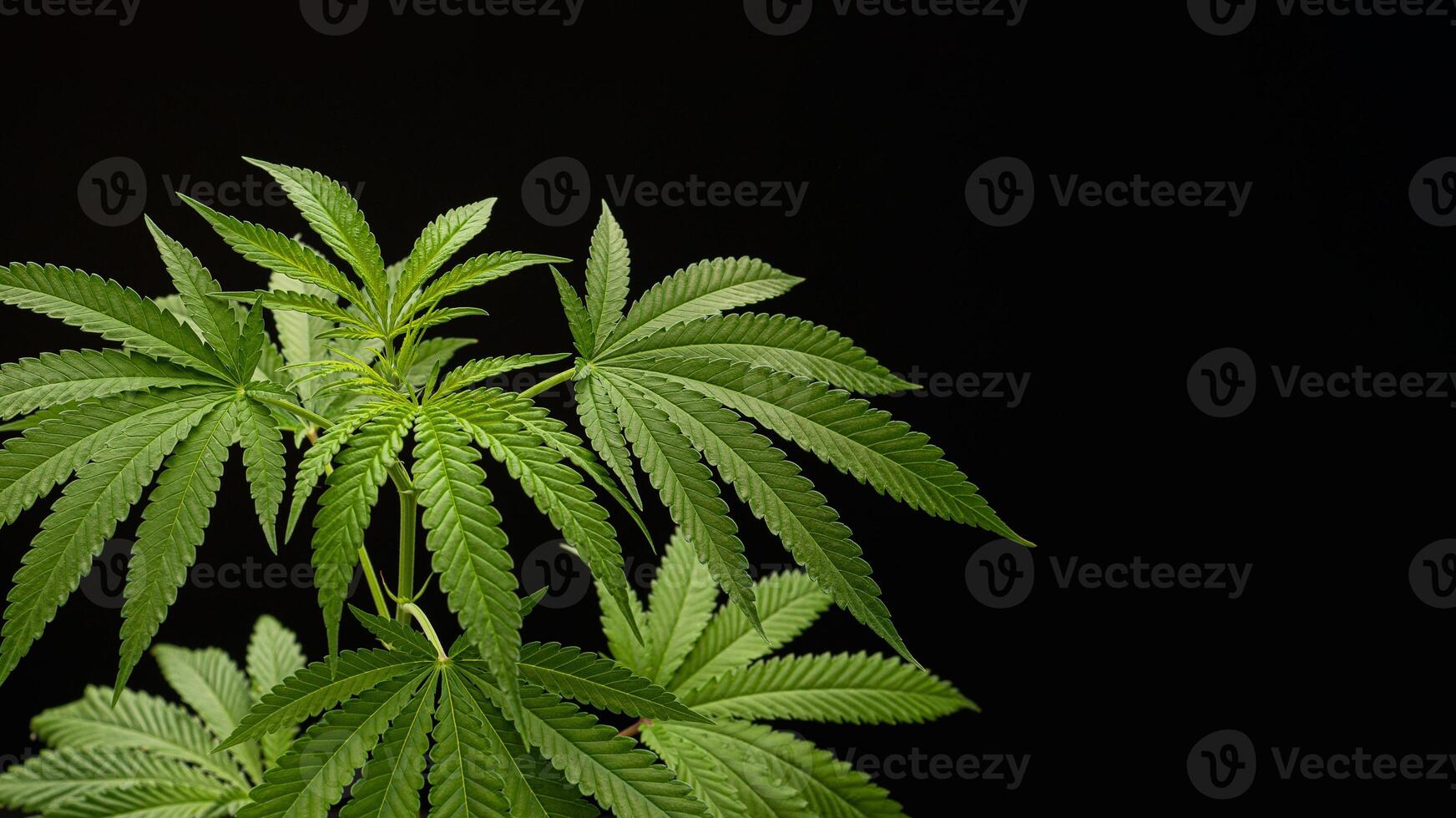 Cannabis plant against a black background. photo