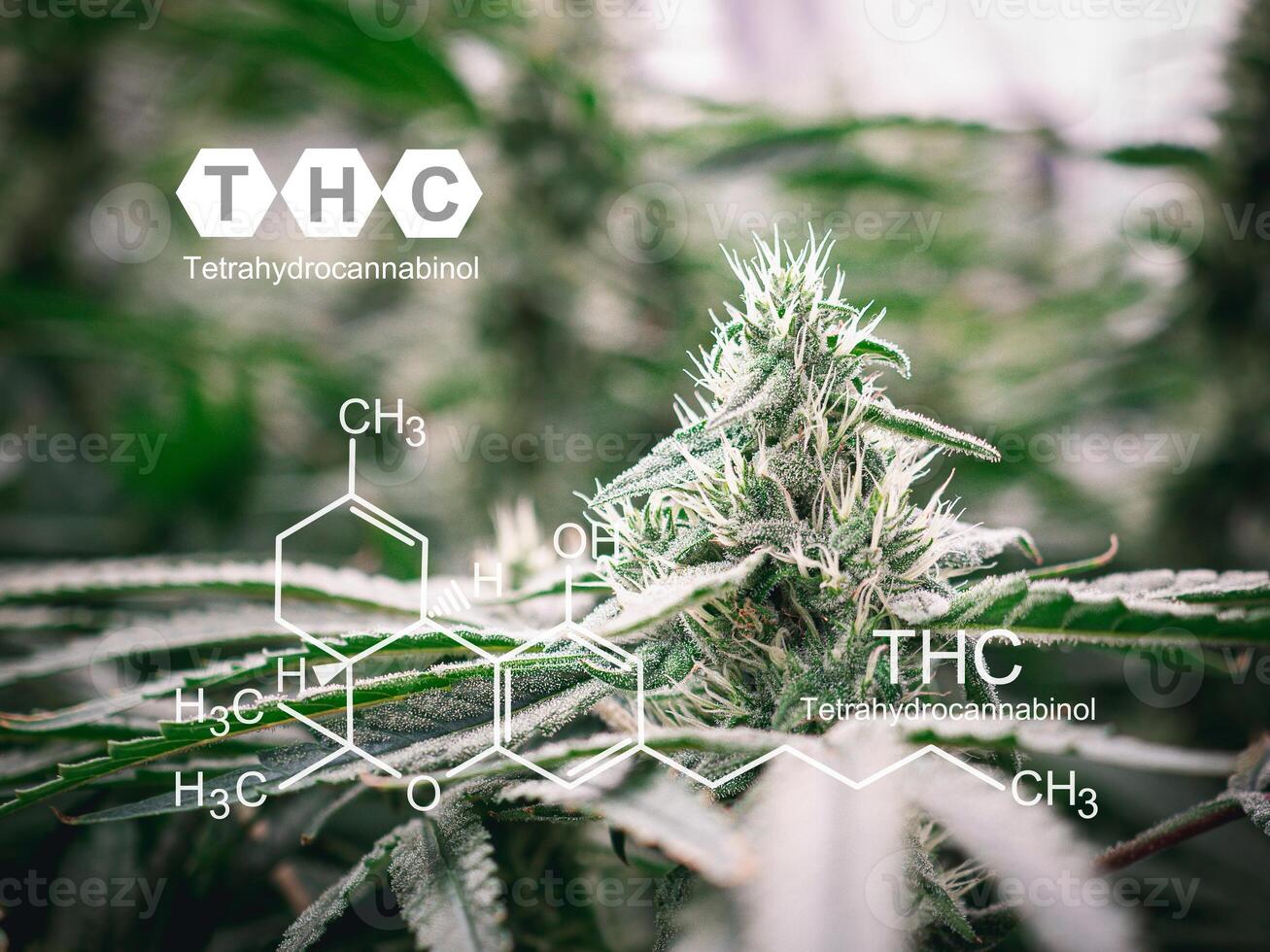 Cannabis with visible hairs and leaves on flowering stage. photo