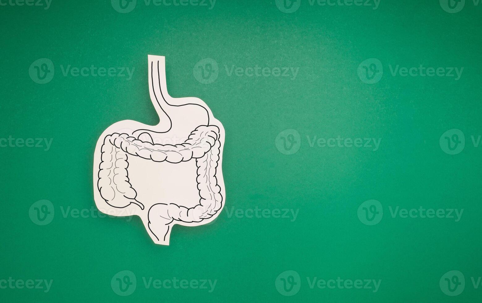 Top view of a large intestine symbol made from paper on a green background photo