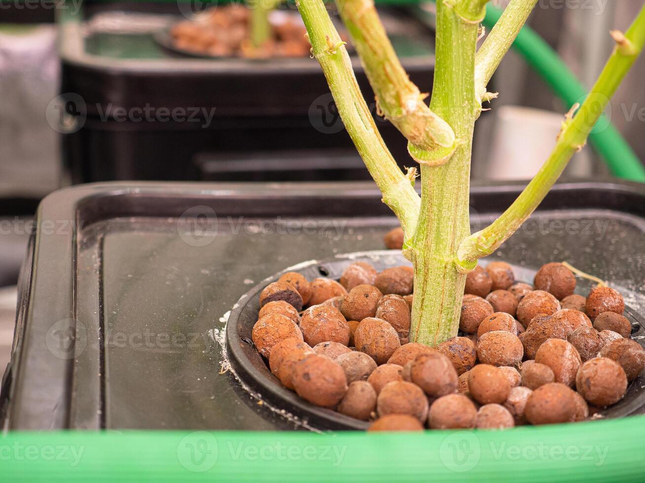Clay pellets for cannabis plants in a hydroponic system photo