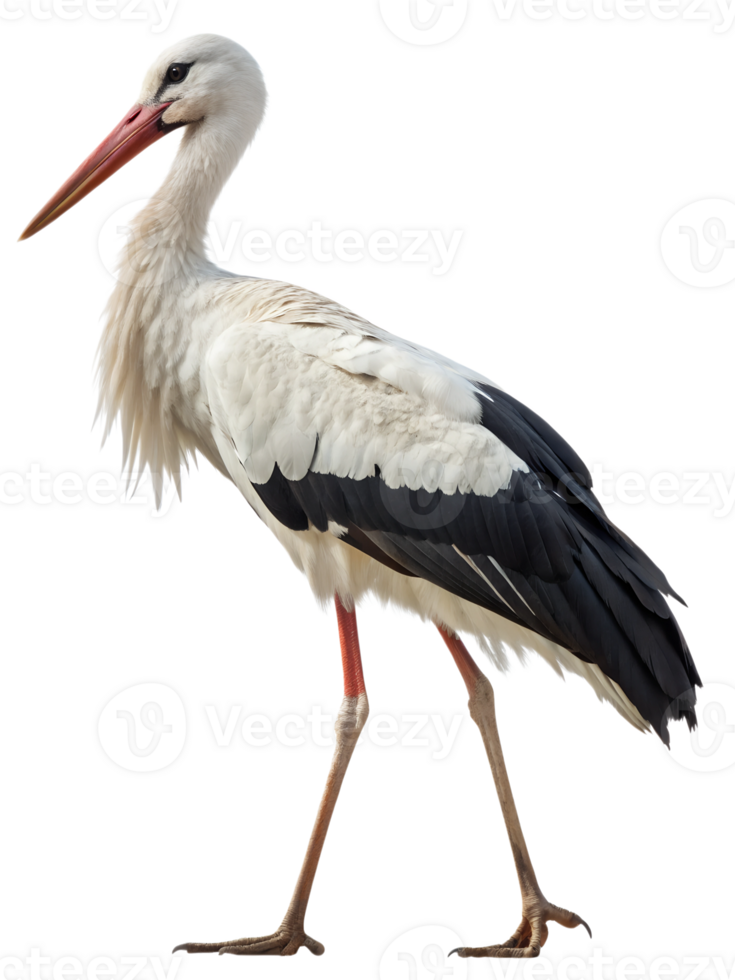Standing stork bird isolated on transparent background, long-legged bird, white stork, bird silhouette png