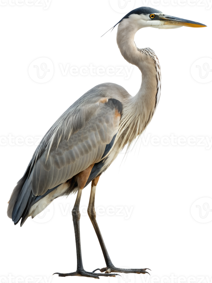 Standing heron isolated on transparent background, wading bird, bird silhouette png
