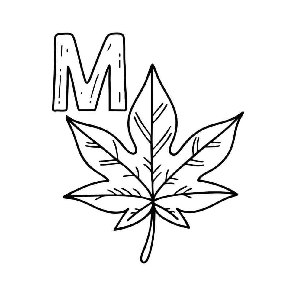 An Illustration of letter M stand for Maple vector