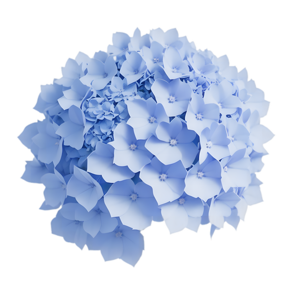 Vibrant blue hydrangea flower in full bloom. Captivating garden beauty. png