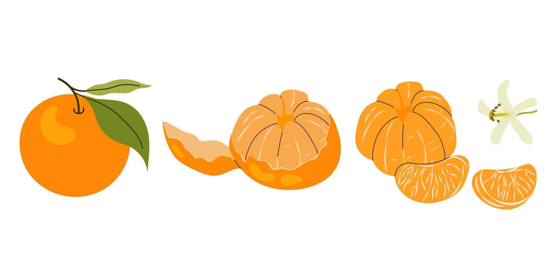 Set illustrations ripe tangerine. Peeled mandarin, citrus fruit slice. Tangerine flower. Flat illustration on white background. vector