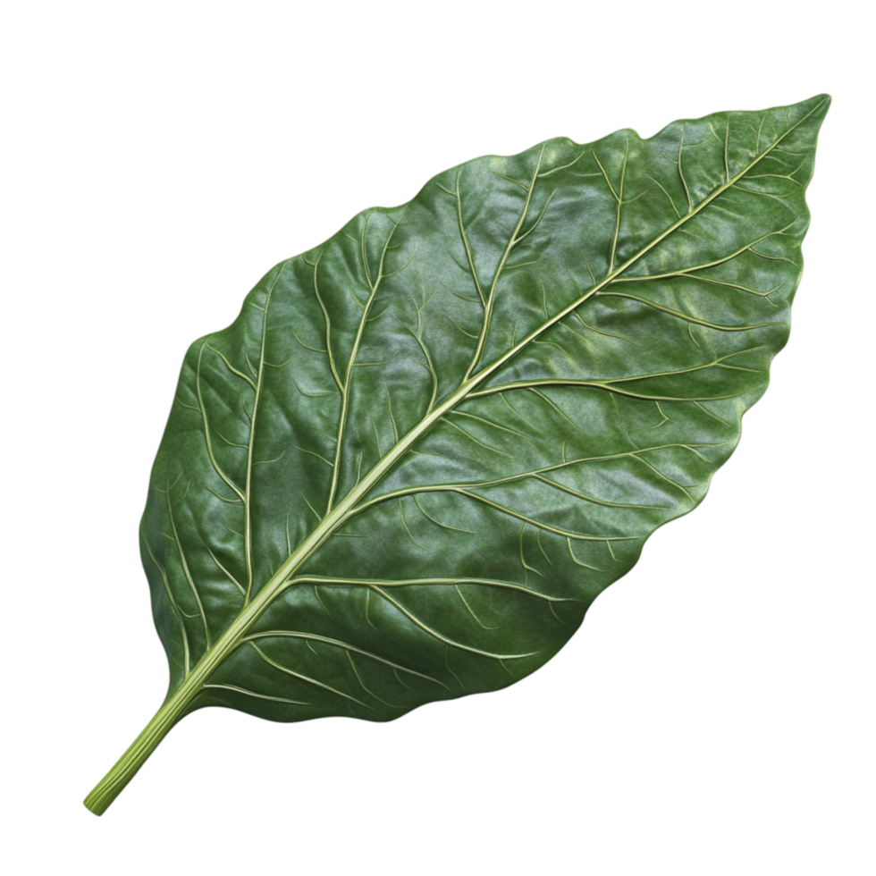 Fresh Green Spinach Leaf with Natural Texture png
