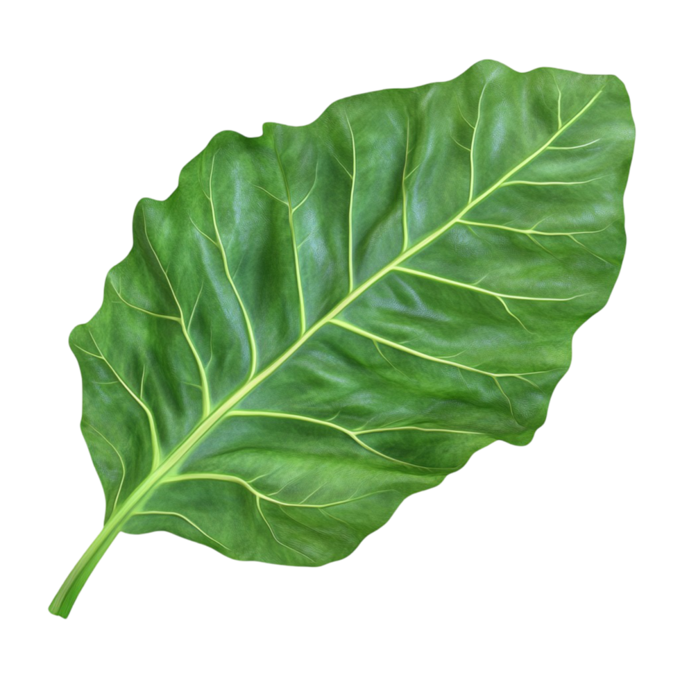 Green Leaf with Detailed Texture png