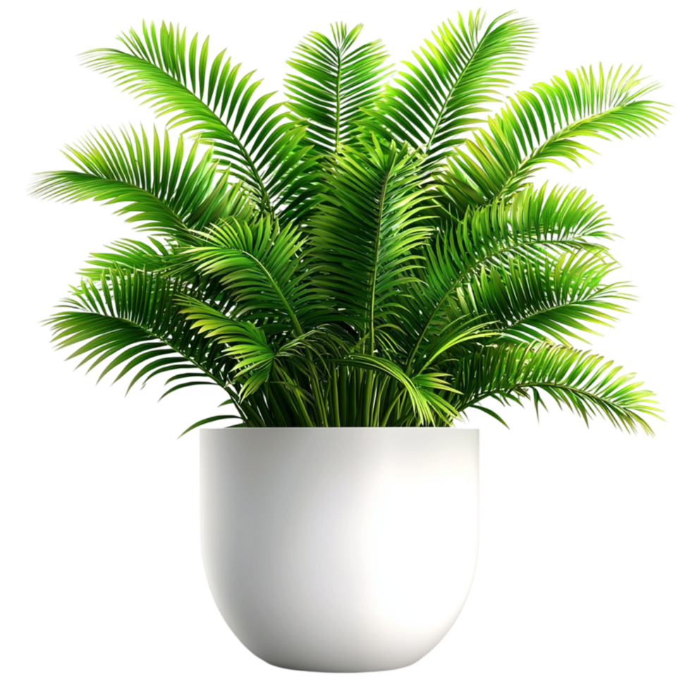 A Palm tree in a pot png