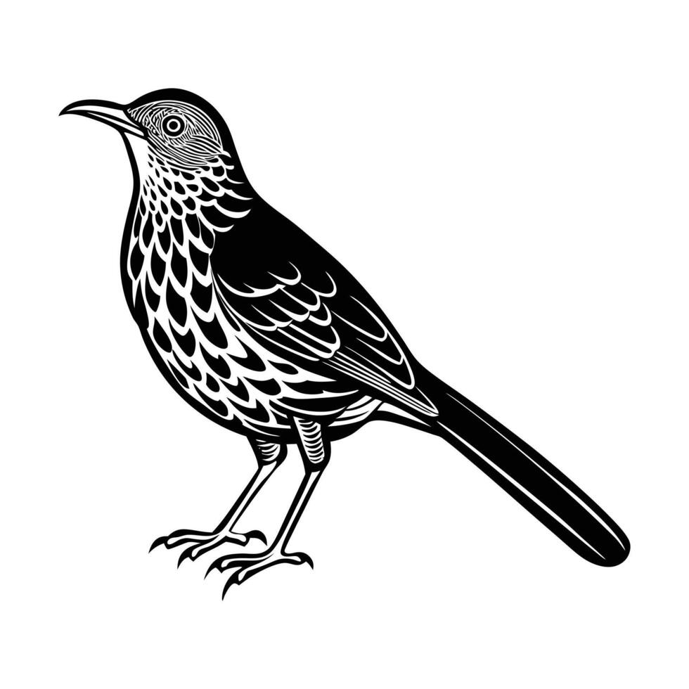 brown thrasher bird animal. vector
