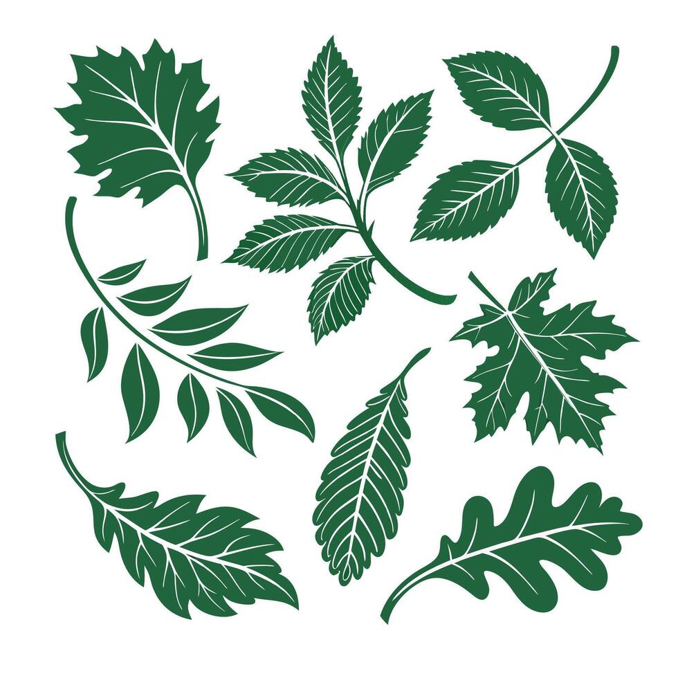 Green color Leaf set design vector