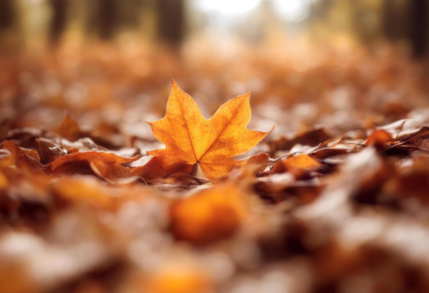 foliage autumn white natural brown seasonal red leaves olated thanksgiving green border tree photo