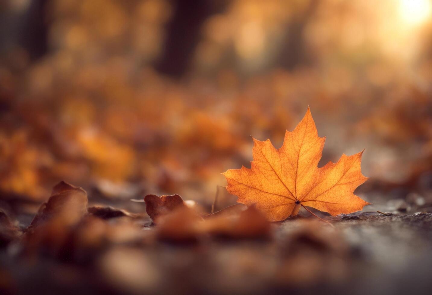 background botany bright autumn fall leaf colours leaves abstract shallow very closeup red branch photo