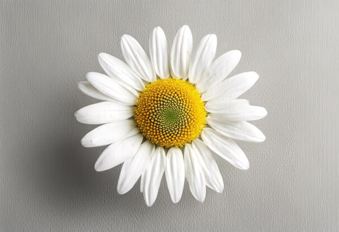 macro beautiful background beauty white bloom object olated pattern abstract lay daisy flat view flower top chamomile one photo