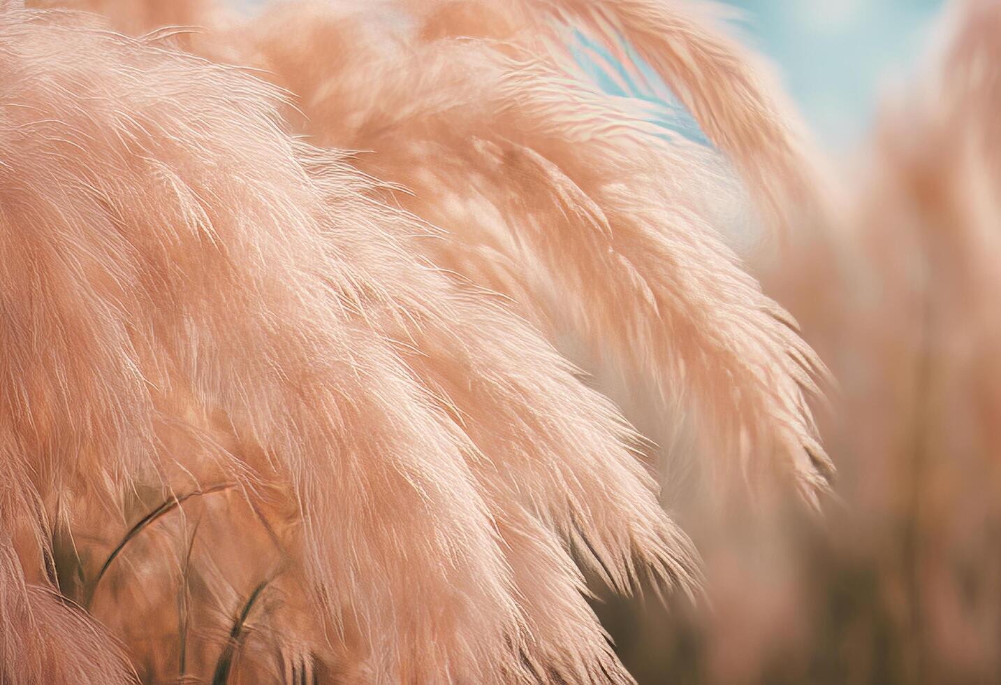 of fuzz 2024 peach pampas embracing vibrant close view colours grass pastel peachy nature color flora new photo