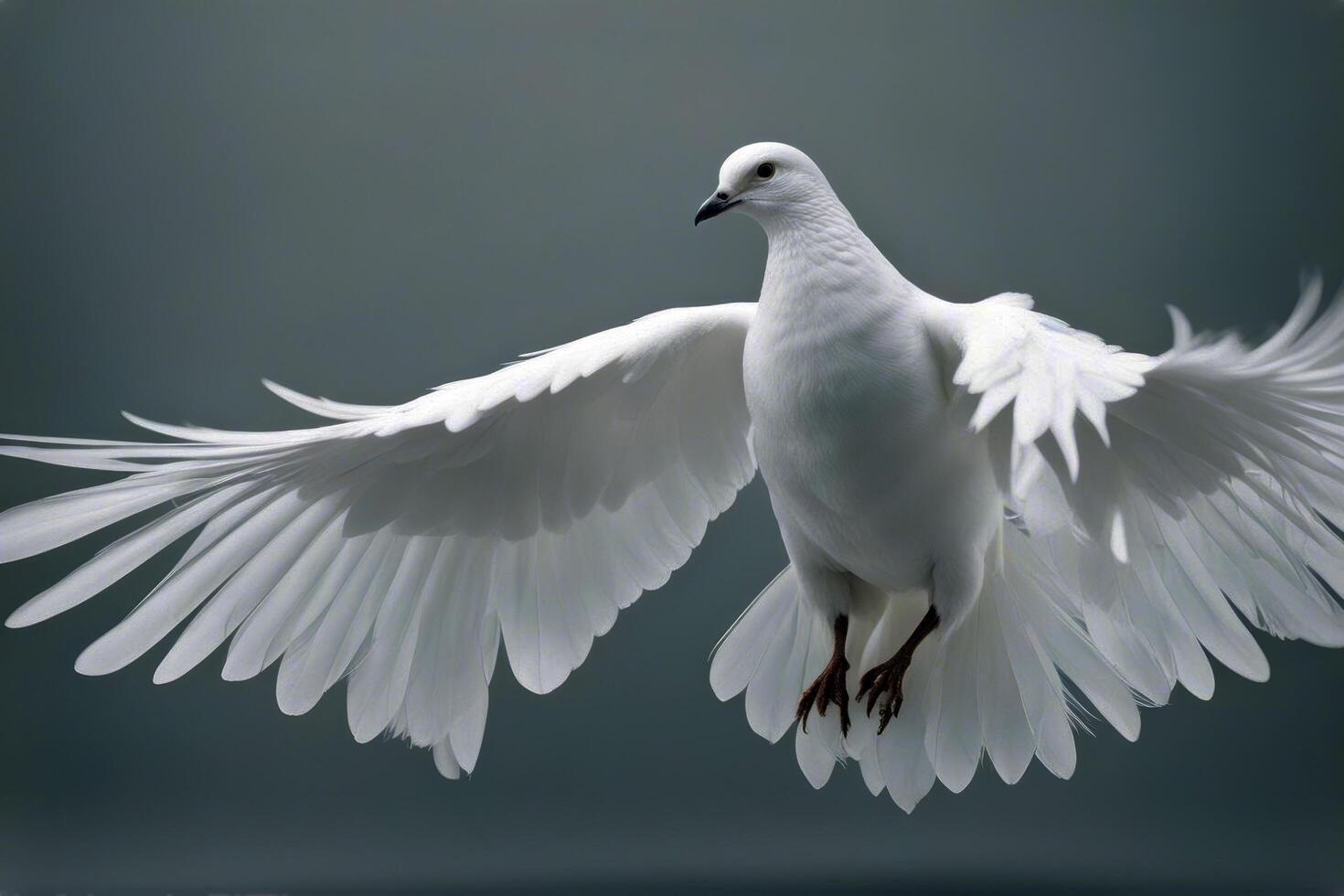 art isolated feathers dove background white tool cygnet bird fragile single float collection silence smooth wisdom macro fluffy pattern individual light photo