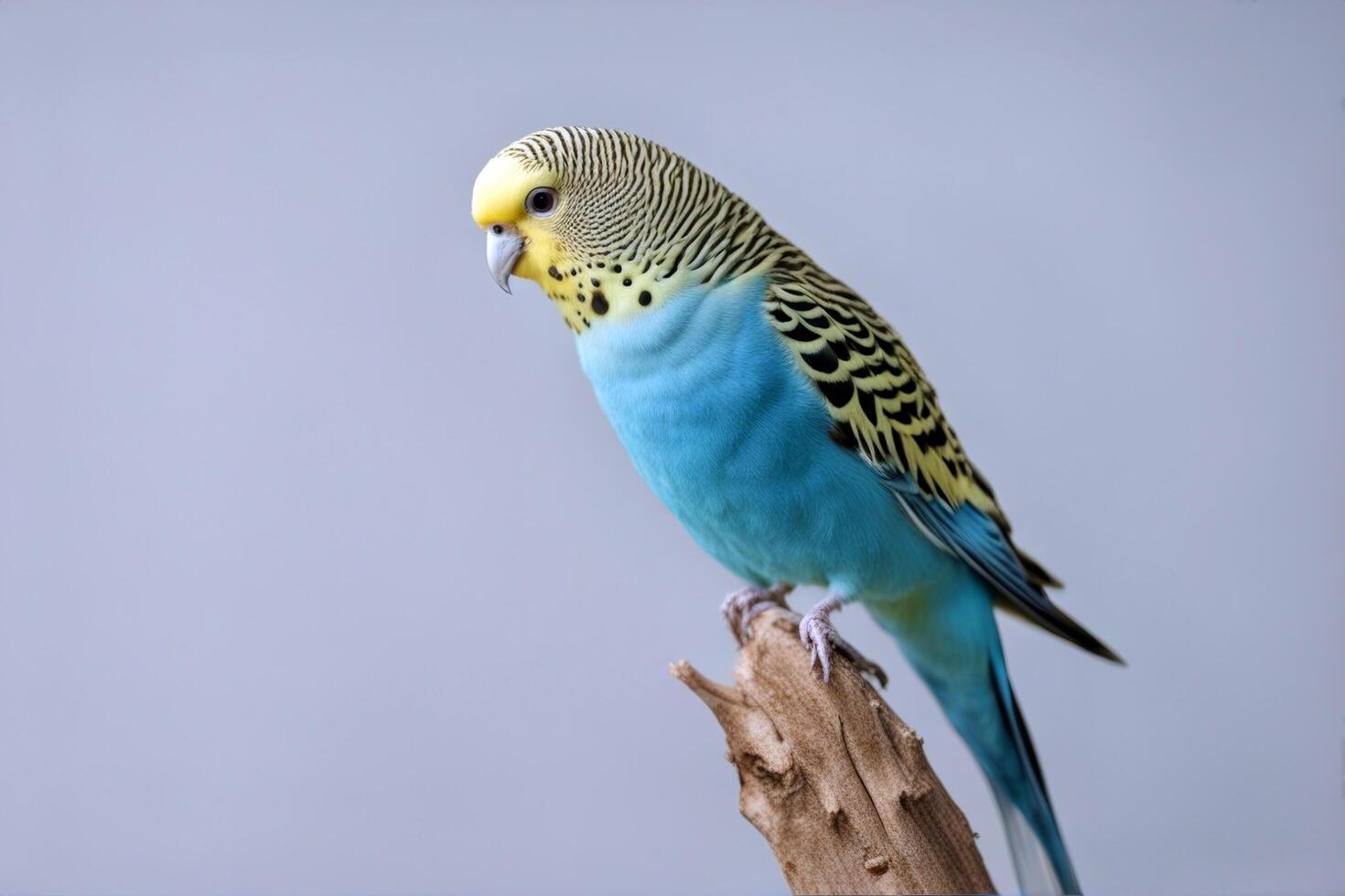 Budgerigar white isolated colours house nature beautiful lovebirds parrot animal green group wildlife manual wavy wild tropical baby bright photo