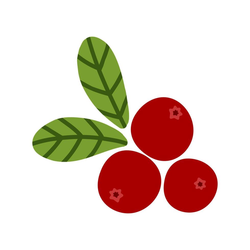 Autumn red cranberry with green leaves. Hand drawn wild berrie logo. Isolated illustration on white background vector