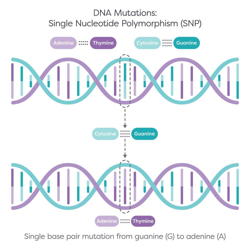Single Nucleotide Polymorphism SNPs DNA Mutation diagram vector