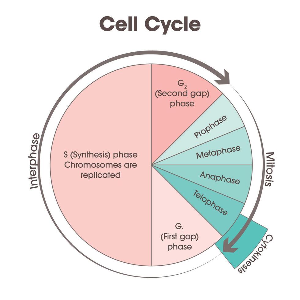 Cell Cycle Biology science illustration graphic vector