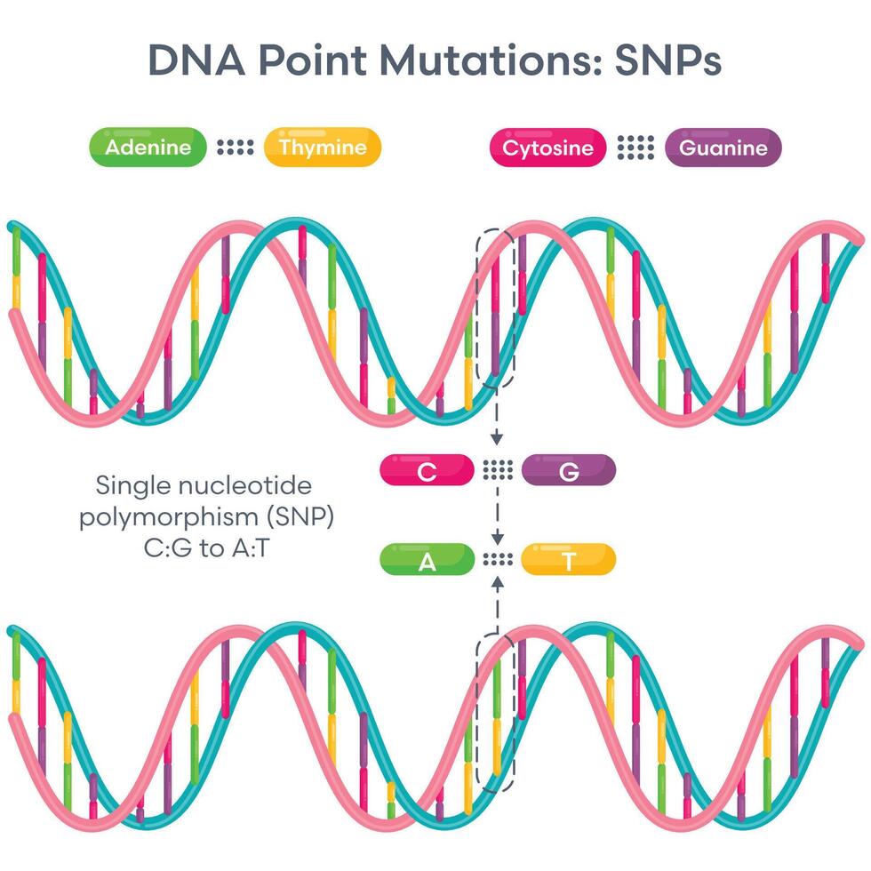 Single Nucleotide Polymorphism DNA Mutation diagram vector