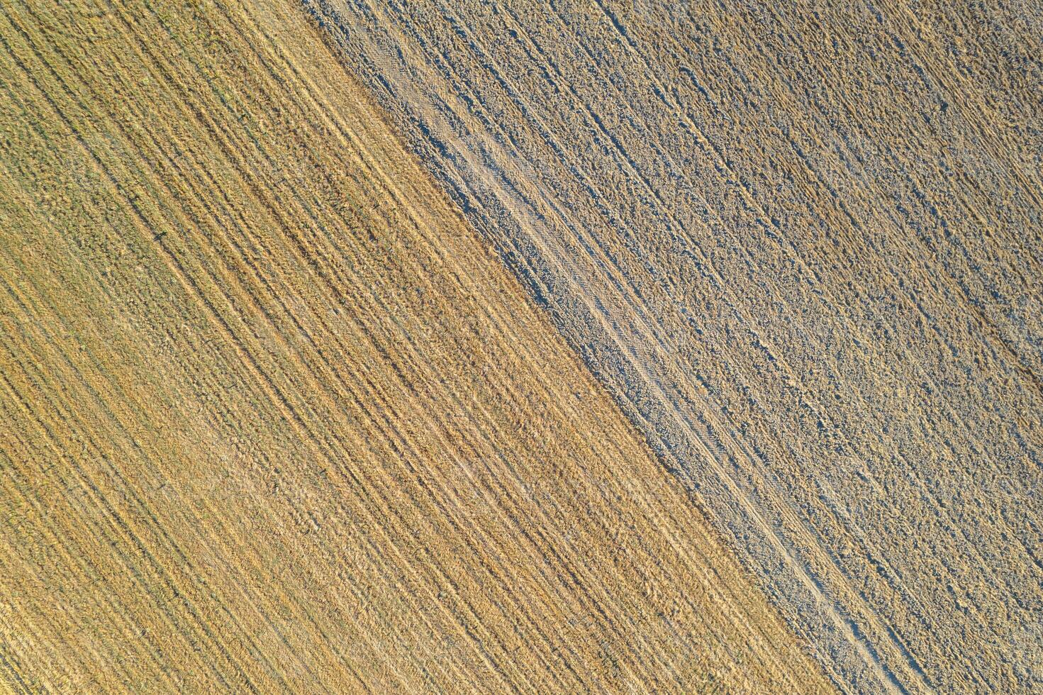 drone aerial zenithal view of a mowed wheat field at harvest, background for agriculture concept photo