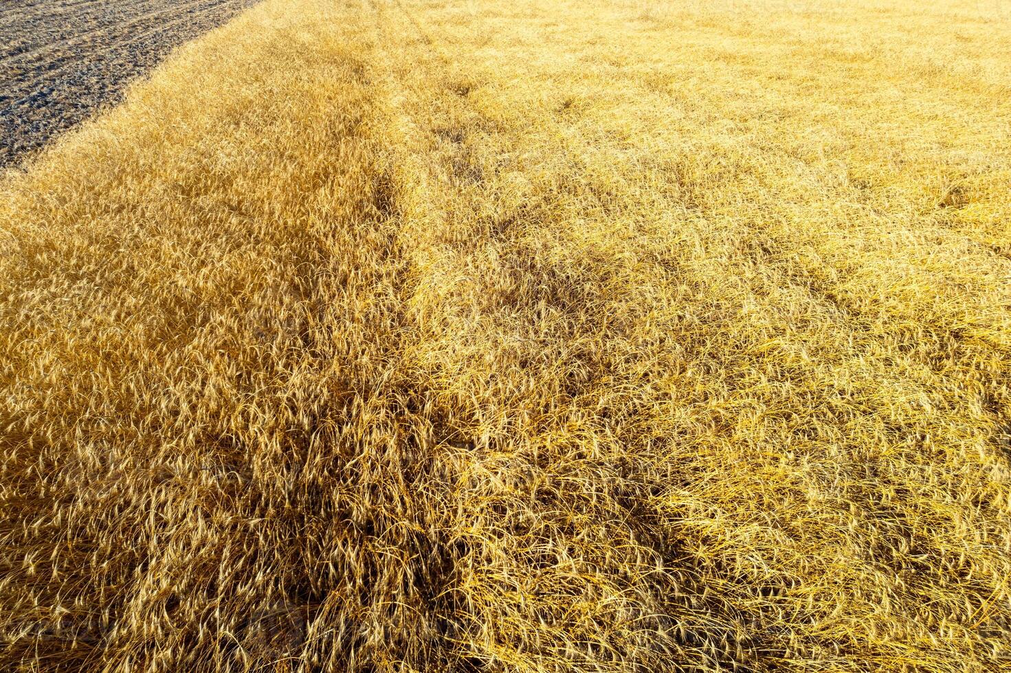 drone aerial view of a ripe summer wheat field, background for agriculture concept photo