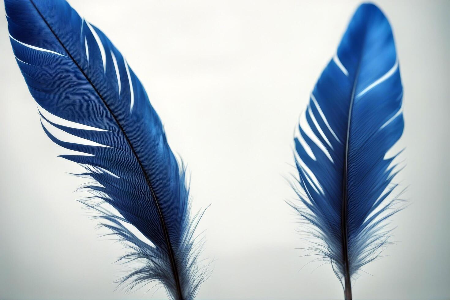 feather blue background Beautiful closeup purple bird macro colours pattern pink dream luxury abstract violet design beauty photo