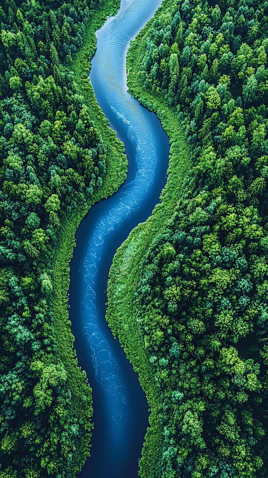 Aerial view of a river in a forest photo