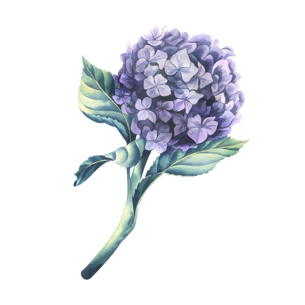 A lilac colored hydrangea flower with a stem and leaves. Watercolor illustration. An isolated object from a large set of WEDDING FLOWERS. For decoration and design, compositions of invitations, decor. vector