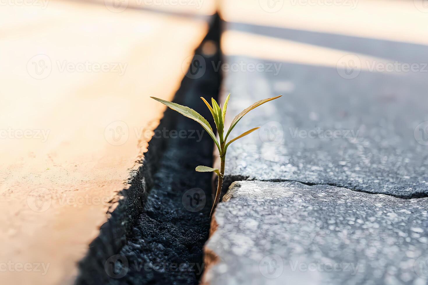 Small plant growing through crack in pavement symbolizing hope and resilience photo