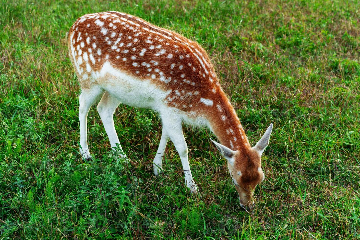 Spotted deer grazing peacefully in a green meadow during the early morning hours photo