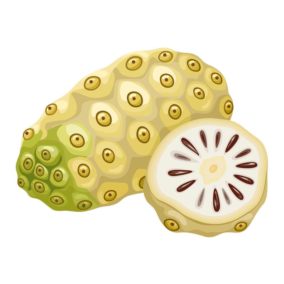 Illustration of noni fruit, scientific name Morinda citrifolia, isolated on a white background. vector