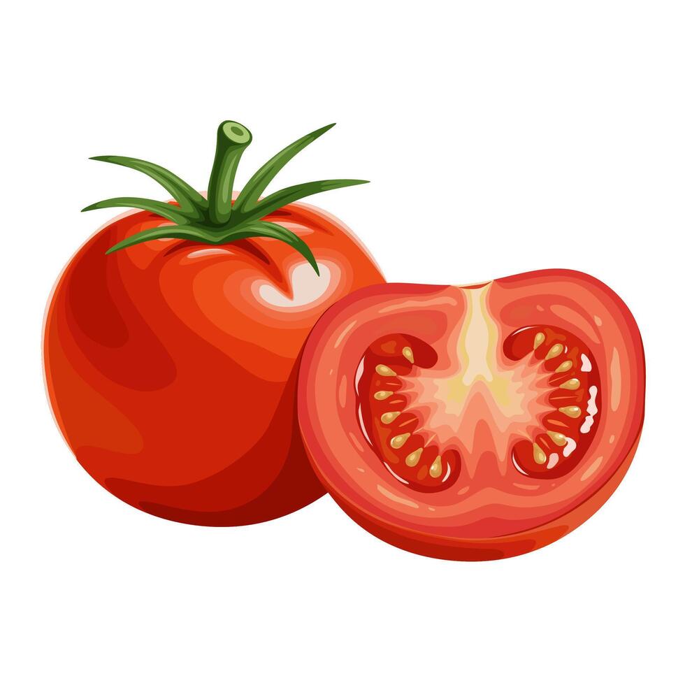 Illustration of whole and halved tomatoes, isolated on white background. vector