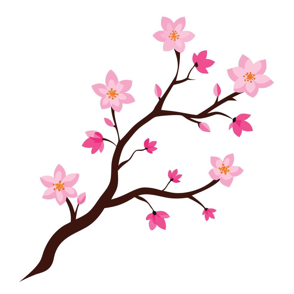 a branch of cherry blossom on a white background vector