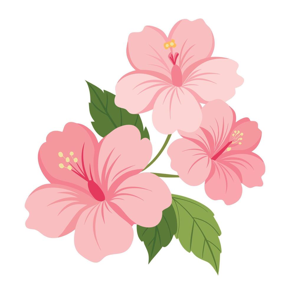 pink hibiscus flowers on a white background vector