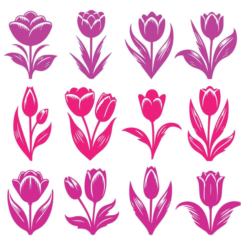 Various tulips in pink and purple on white background vector